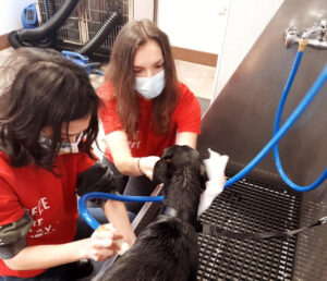 camp bow wow boarding